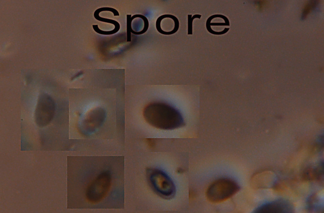 Altra crosta bianca - foto 1312 (Crustomyces subabruptus)